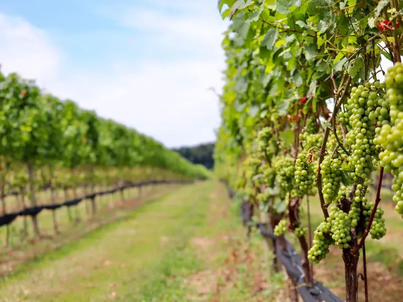 A row of vines and wine grapes growing in a beautiful vineyard located on the North Fork of Long Island, New York, USA